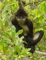 funny monkey haha - funny monkey hahaf