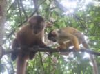 funny monkey haha - funnny monkey haha