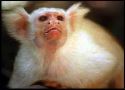 funny monkey haha - funny monkey haha: