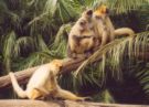 funny monkey haha - funny monkey haha::