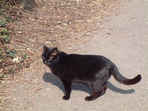 Black cat cross ur road - Black cat