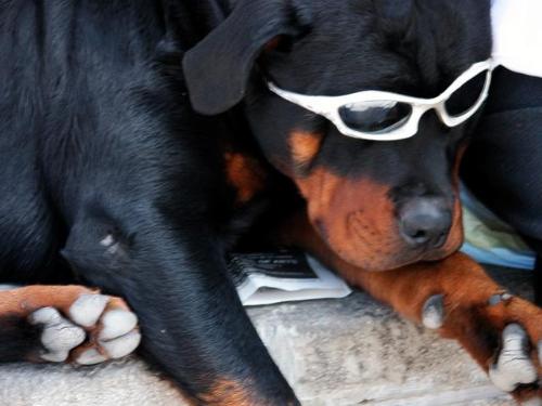 Dogs - dog with sunglasses