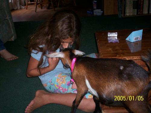 Daughter and Abby - This is my youngest step daughter and Abby the goat, She is potty trained we don't keep her in the house now though, she will come in and eat or watch tv with us. Shes not quite a year old, she follows us around the yard, My Daughter thinks its really neat to have a goat that does this. She wouldnt trade Abby for anything.