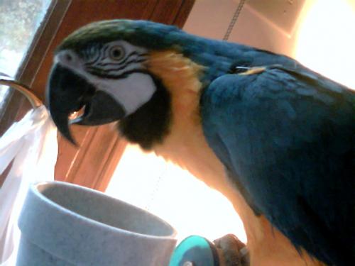 Lucy B&G Macaw - This is Lucy at 11yrs old.