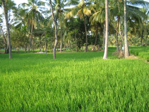 Greenaries - Just enjoy the nature.