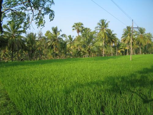 Greenaries - Enjoy the nature.