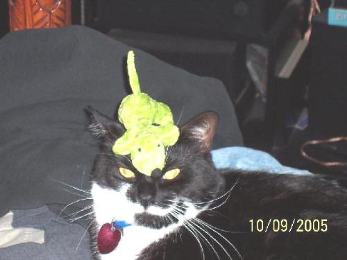 Sylvester  - He tolerates me so well...I think he looks fabulous with his neon mousie on his head, don't you? hehe