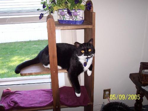 Sylvester again - He promised me he wasn't batting at the pansies....yeah whatever!