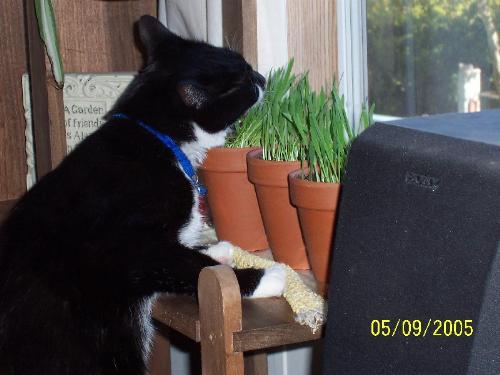 Kitty Grass yummmm - Loves his greens