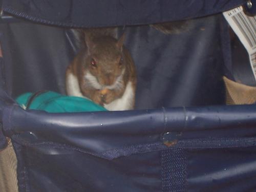 squirrel - sneaking m&m's