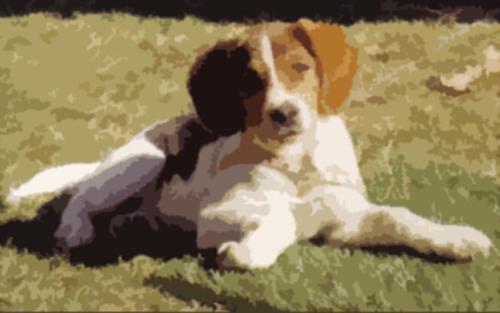 Dog - a cute dog