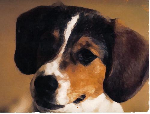 dog again - cute dog