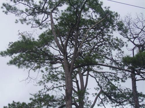 a tree... - standing strong in the groun no matter what happend no matter what the weather was the it remain there to protect each one of us. lets learn to take care of them, the same way did unto us.