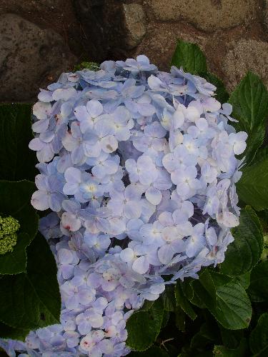 a flower - smells fresh and helps brighten up our day!!!