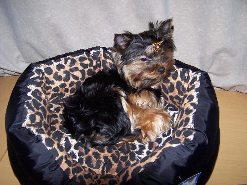 My loving pet Arya - This is my loving pet arya, i love him so much.....This photo is taken when he was sleeping in his leopard bed of him.