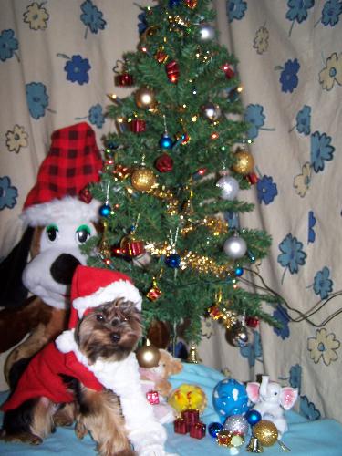 My loving pet Arya with our christmas tree - My arya and with Christmas tree .