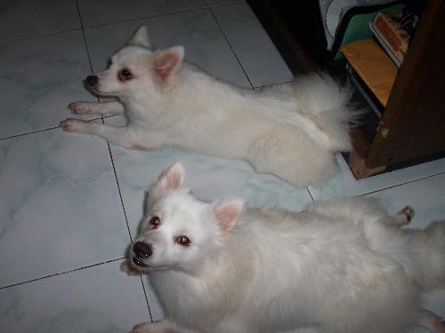 my beloved dogs - My dogs name are adam and eve. They just turn 2 last jan 2, 2007. I love these dogs so much!!! They are my babies.