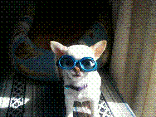 Pearl  - Pearl in her doggles...can you tell she loves them. NOT!