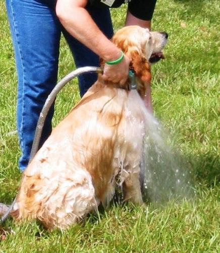 Dog - Washing a dog