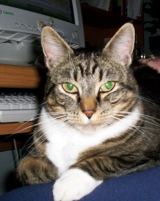 Little - mama cat...she was little a few years ago.