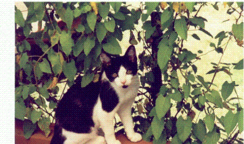 Bessie - about 4 months old in this one
