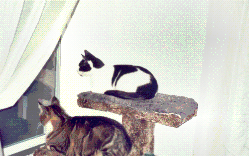 Bessie and Little - the watchers