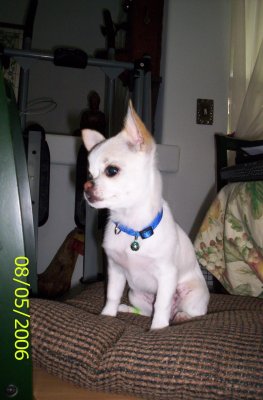 Pearl - sitting on a chair
