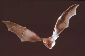 bat - flying bat