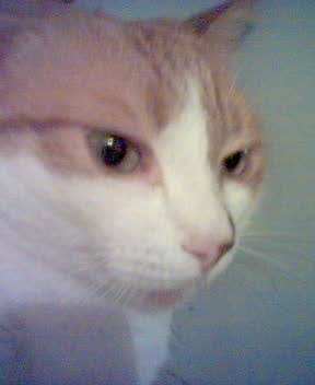 My cat. - This is my cat. The picture is taken with my mom's old mobile phone. That's why it's not very clear. But you can see how beautiful he is, right?:) I think he has something different from other cats, not just 'cause he's my cat. His eyes, I think. Well, you figure it out.