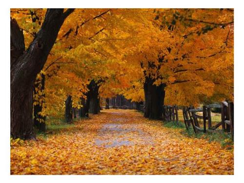 autum - It is a wonderful view of autum season. autum - It is a wonderful view of autum season.