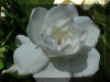 gardenia - My favorite flower