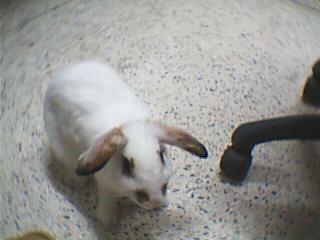 My cute rabbit - This is my sister's rabbit. I bought him for my sister birthday's present last year. His name is Yoyo and he is very cute. We all love him very well.
