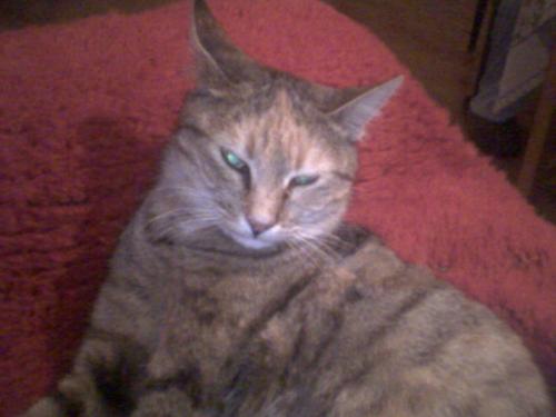 My cat - She is sweet and very very nice