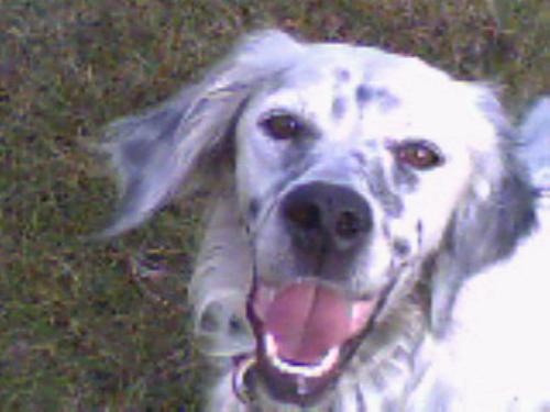 My sweet dog - I adore her!!!