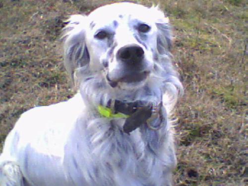 doggy - the most beautiful dog hahaha