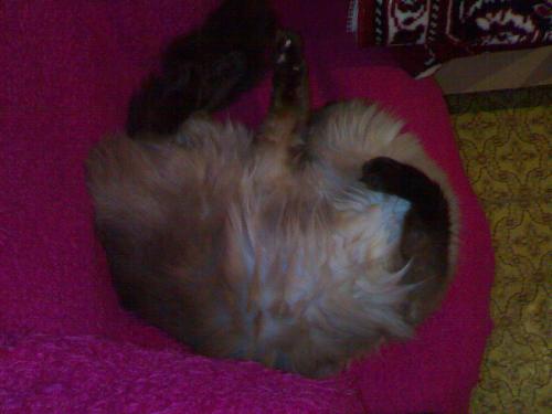 my lovable cat - this is my cat at sleep time :