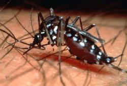 dengue - lets pray for those who lost thier lives