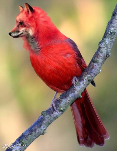 how is it?beautiful bird? - Is it interesting or not?
