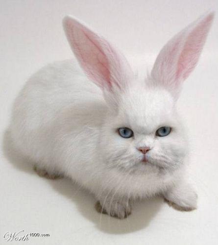 Is it beautiful? - how is my pet?