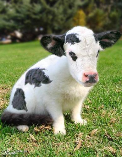 wonderful - How is it?the cat and cow are nice na?