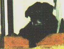 My dog Thor - This is a picture of my dog Thor, just a month before he died of cancer.I have more of when he was younger somewhere.