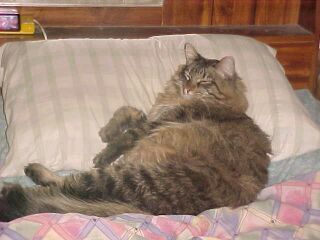Big Fat Pauly - He's our Maine Coone Cat!!!