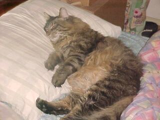 Pauly sleeping!!! - Maine Coone Cat - he's too huge!!!
