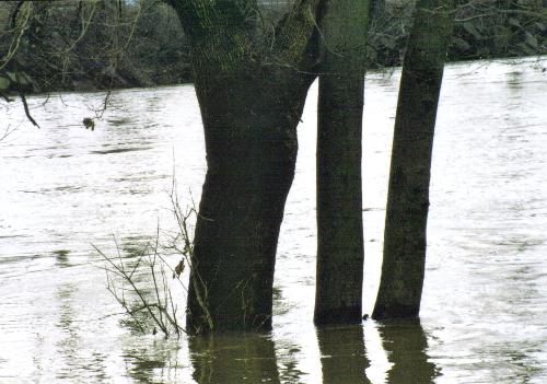 River on the Trees - river flooded and makes the trees look like they grew in the water