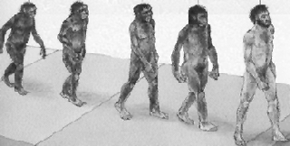 Evolution - the infamous picture of an ape evovling into a man.