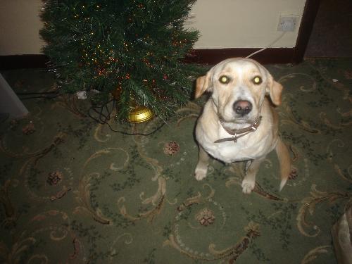 nero - here he is guarding our christmas tree, ohhhhhhhh the fear