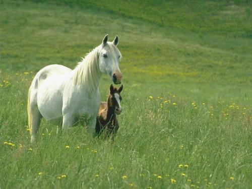 a lovely horse - A tenderly couple of horse which eat their food..