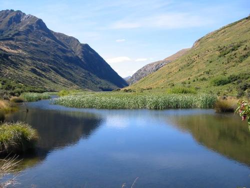 Lake dispute - We had lunch by the side of the lake in what shade we could find. I tried to potograph bees on flowers without much luck. This lake is near Glenorchy! fantastic!