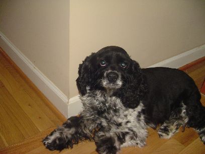 The Dog - I hate to love him