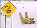 sliding on the ice! -  polar bear falling on ice